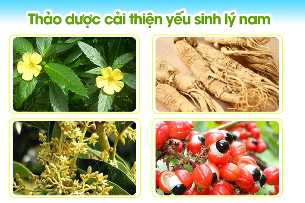 Dùng thảo dược cải thiện yếu sinh lý nam