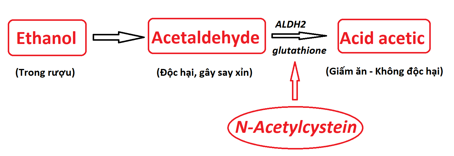 Cơ chế giúp giải rượu, bảo vệ gan của N-Acetylcystein