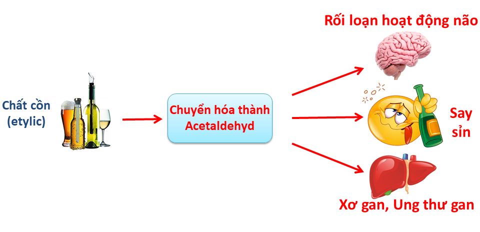 Acetaldehyde là thủ phạm gây say xỉn, độc cho gan