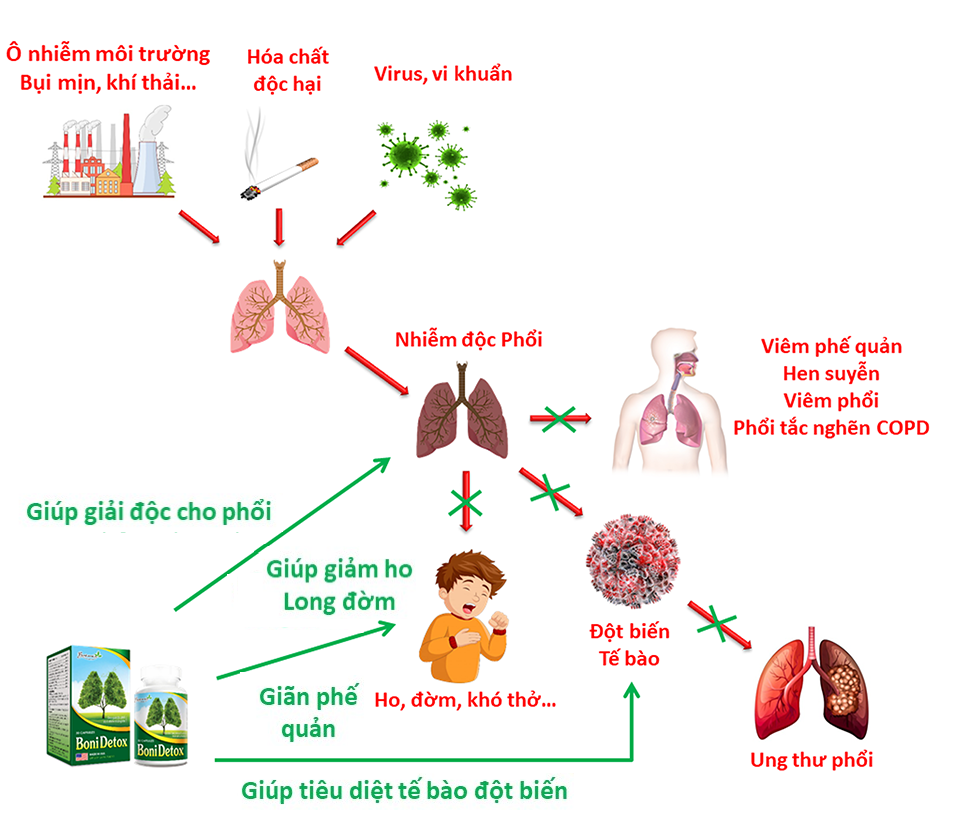 BoniDetox có cơ chế tác động toàn diện giúp lá phổi khỏe mạnh