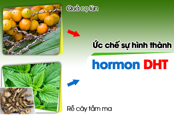 Các thành phần giúp ngăn chặn tác hại của hormon DHT trên tóc