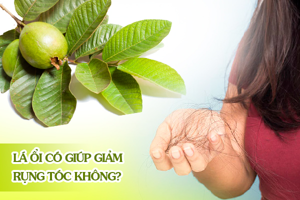 Lá ổi có giúp giảm rụng tóc không?