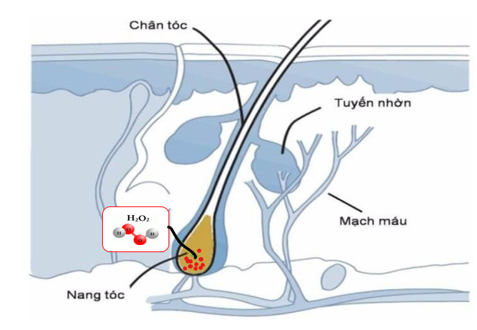 Tích tụ H2O2 ở nang tóc là nguyên nhân gây bạc tóc sớm