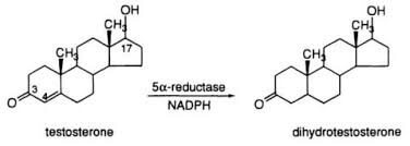 Khi bước sang tuổi trung niên, cơ thể bắt đầu tăng tiết enzyme 5-alpha reductase