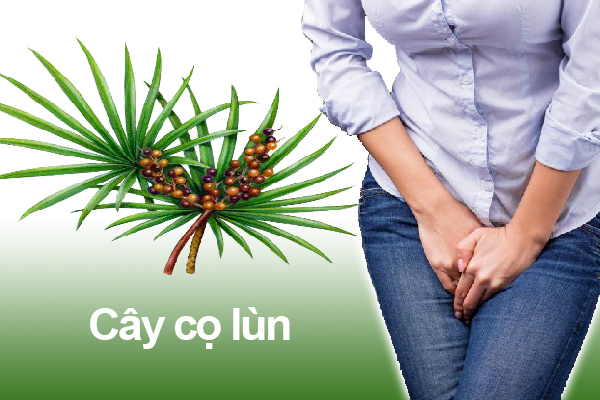 Cây cọ lùn tốt cho người bệnh phì đại tuyến tiền liệt