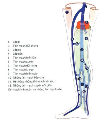 Hệ thống tĩnh mạch nông chi dưới