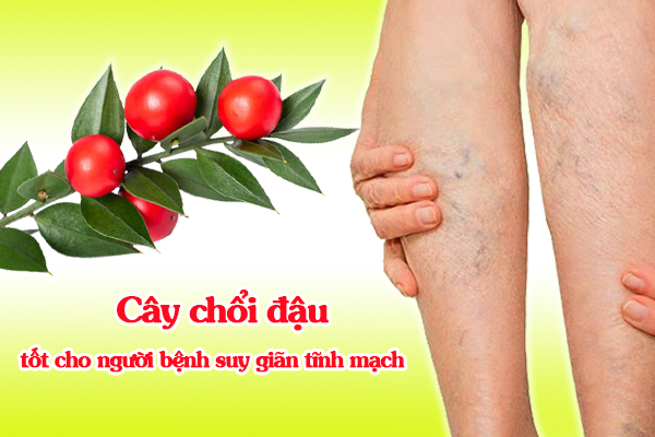 Cây chổi đậu