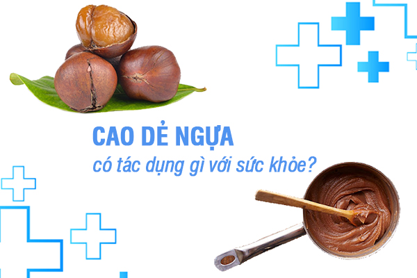 Tìm hiểu tác dụng của cao dẻ ngựa với bệnh suy giãn tĩnh mạch