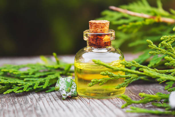 Sử dụng tinh dầu trắc bách diệp