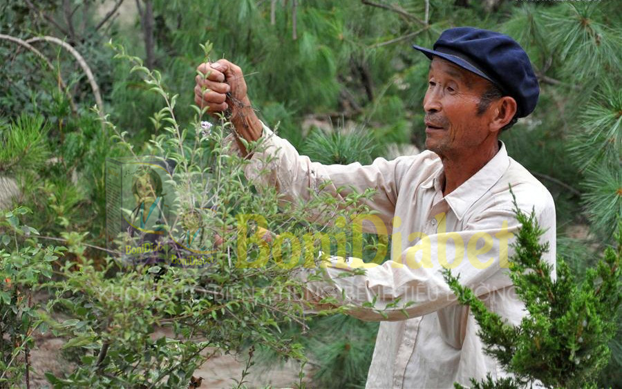 BoniDiabet giúp tôi ổn định đường huyết dù giảm liều thuốc tây