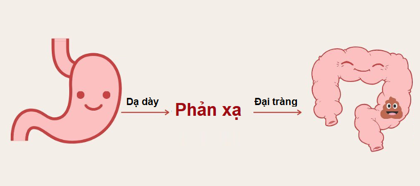 Ăn sáng xong đi ngoài có thể là phản xạ bình thường của cơ thể