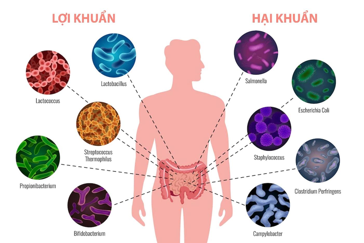 Hệ vi sinh đường ruột chia hai nhóm lợi khuẩn – hại khuẩn