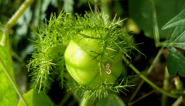 cây lạc tiên